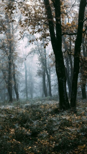 A moody autumn wallpaper depicting a foggy forest with bare trees and a misty, ethereal atmosphere