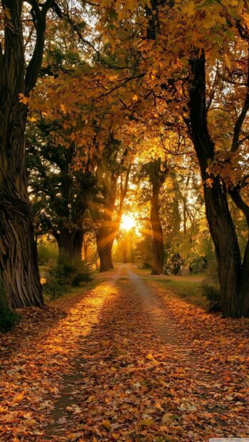 A beautiful Autumn Wallpaper showing sun rays shining through a tunnel of trees with golden leaves on a dirt path