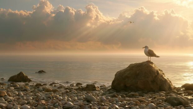 A peaceful beach wallpaper featuring a seagull perched on a rock on a pebble shore with a calm ocean and cloudy sunset sky