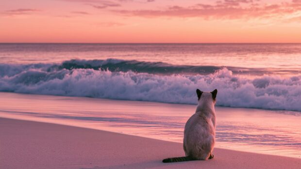 A beautiful cat wallpaper featuring a Siamese cat sitting on a pink sand beach watching the ocean waves at sunset