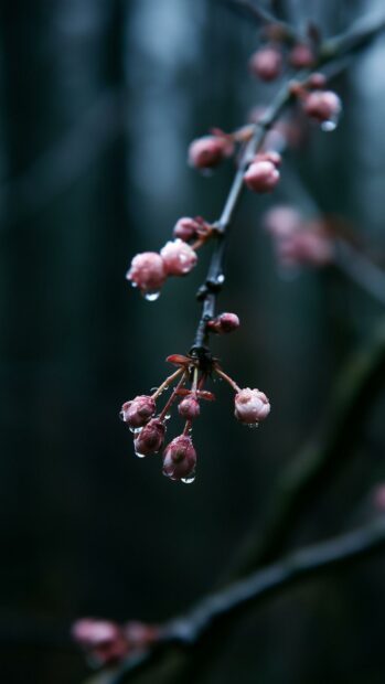 A moody Cherry Blossom Wallpaper featuring pink buds with raindrops on a dark blurred background