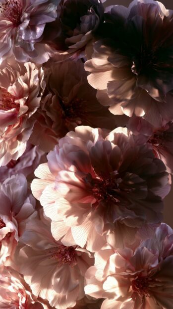 A close-up Cherry Blossom Wallpaper featuring many blooming pink flowers with dramatic light and shadow