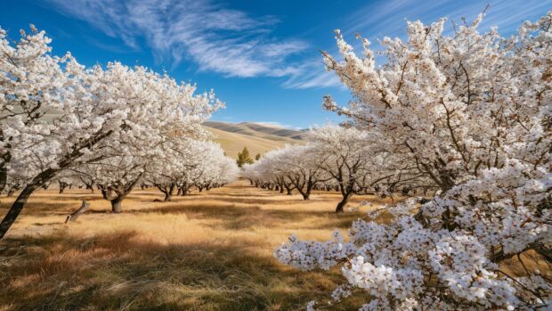 A beautiful Cherry Blossom Wallpaper featuring a field of white cherry blossom trees under a clear blue sky with golden grass