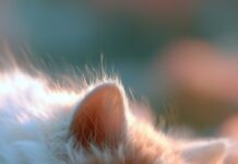 A cute cat wallpaper depicting a tiny, fluffy white and ginger kitten sleeping peacefully in a field of delicate white daisy flowers bathed in soft light