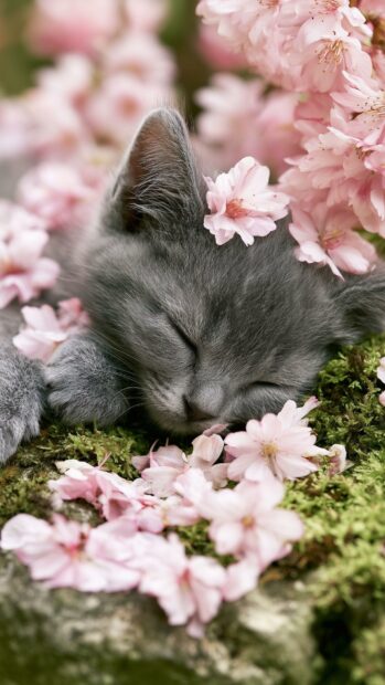A cute cat wallpaper showing a grey kitten sleeping peacefully amidst delicate pink cherry blossoms and green moss