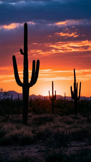 Dark Wallpaper featuring saguaro cacti silhouettes against a dramatic orange desert sunset