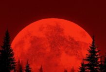 Dark wallpaper depicting silhouettes of wolves howling under a dramatic red moon in a dense forest