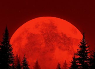 Dark wallpaper depicting silhouettes of wolves howling under a dramatic red moon in a dense forest