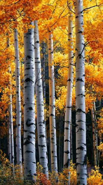 A beautiful fall wallpaper featuring a grove of white birch trees with bright yellow autumn leaves