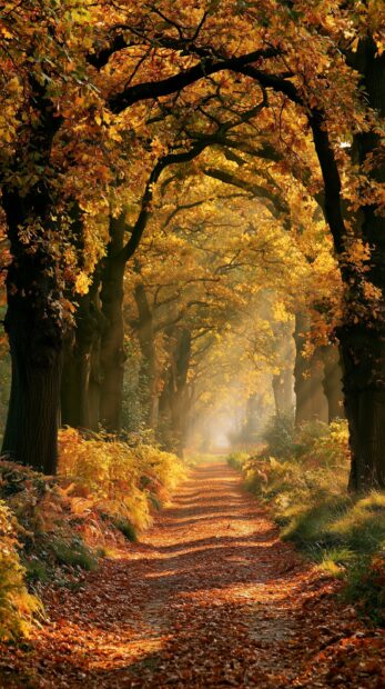 A magical fall wallpaper featuring a forest path covered in golden leaves with sunlight streaming through autumn trees