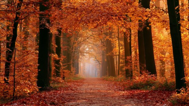 A captivating fall wallpaper showing a forest path covered in red leaves, lined by tall trees with vibrant orange and red autumn foliage