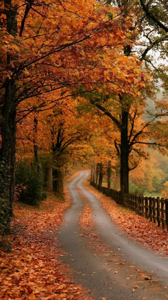 A picturesque fall wallpaper showing a winding country road covered in orange autumn leaves with trees and a wooden fence
