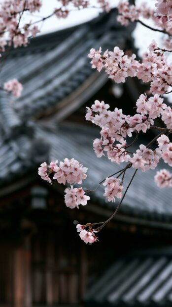 Flowers Wallpaper showcasing pink cherry blossoms in front of a traditional Japanese temple roof