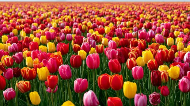 Flowers wallpaper showcasing a vast field of colorful red, yellow, and pink tulip flowers under a bright sky