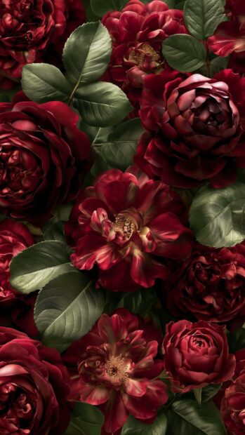 Flowers Wallpaper showcasing a dense pattern of dark red roses and green leaves filling the entire frame
