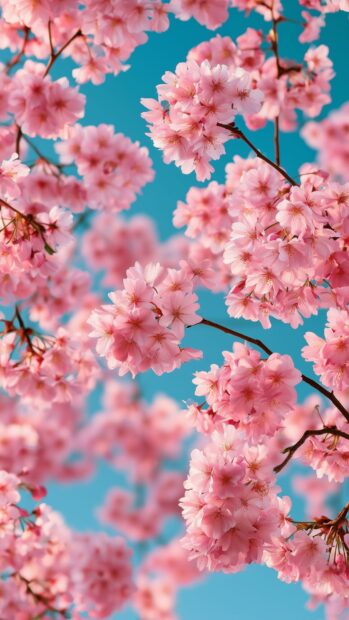 Bright Flowers Wallpaper featuring vibrant pink cherry blossoms against a clear blue sky