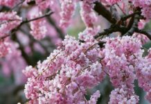 Flowers wallpaper featuring delicate pink cherry blossoms hanging over a serene stepping stone garden path