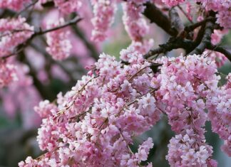 Flowers wallpaper featuring delicate pink cherry blossoms hanging over a serene stepping stone garden path