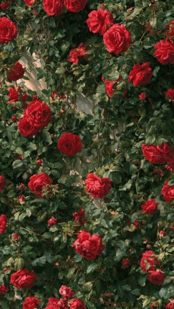 Flowers Wallpaper with a dense pattern of vibrant red roses and lush green leaves