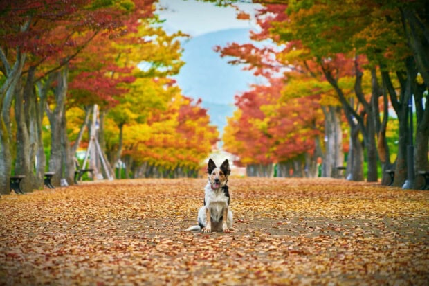 Free Download Fall Leaves Hd Wallpapers featuring a dog sitting on an autumn path covered with colorful fall leaves and trees