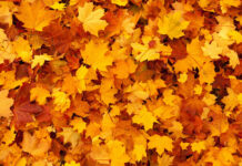 Free Download Fall Leaves Hd Wallpapers showcasing a vibrant carpet of orange and yellow maple leaves covering the ground