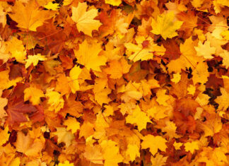 Free Download Fall Leaves Hd Wallpapers showcasing a vibrant carpet of orange and yellow maple leaves covering the ground