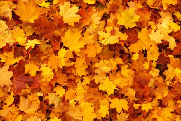 Free Download Fall Leaves Hd Wallpapers showcasing a vibrant carpet of orange and yellow maple leaves covering the ground