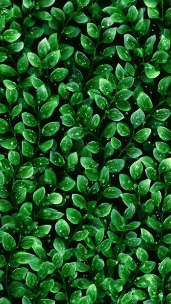 A lush green aesthetic wallpaper depicting small leaves with water droplets on a dark background