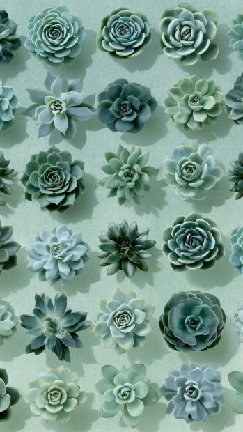 Green Aesthetic Wallpaper featuring an overhead view of various green succulent plants arranged neatly on a pastel background