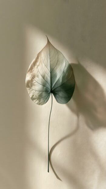 A beautiful minimalist wallpaper showcasing a single detailed leaf casting a soft shadow on a textured beige wall. This design brings a natural, calm aesthetic to any screen