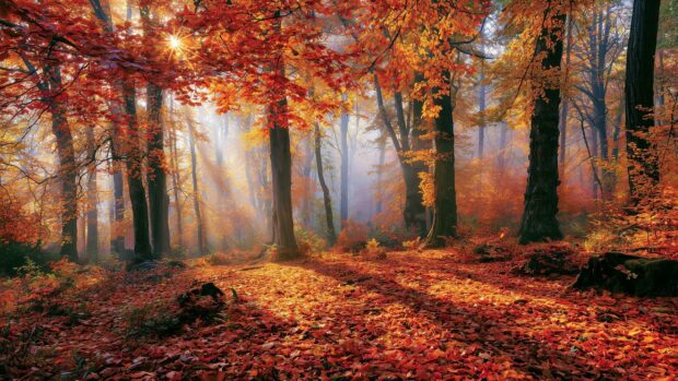 A warm Nature Wallpaper displaying an autumn forest with golden and orange leaves, sunlight filtering through the trees onto the forest floor