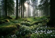 A beautiful Nature Wallpaper depicting a misty forest floor covered in green moss and white wildflowers with sunlight filtering through the trees