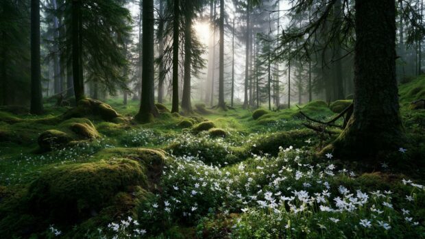 A beautiful Nature Wallpaper depicting a misty forest floor covered in green moss and white wildflowers with sunlight filtering through the trees