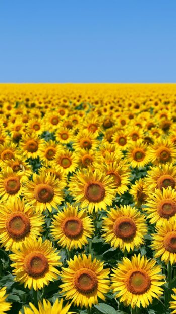 A vibrant Nature Wallpaper showcasing a vast field of bright yellow sunflowers under a clear blue sky