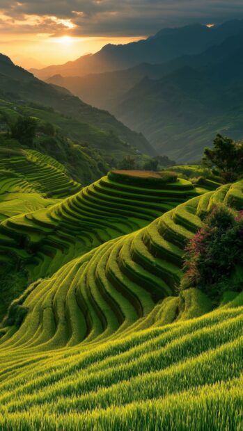 A stunning nature wallpaper featuring vibrant green terraced rice fields winding down a mountain at sunset