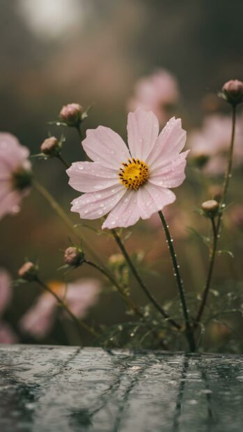This beautiful rain wallpaper features a delicate pink cosmos flower covered in raindrops, reflecting on a wet surface. The background is softly blurred, highlighting the flower