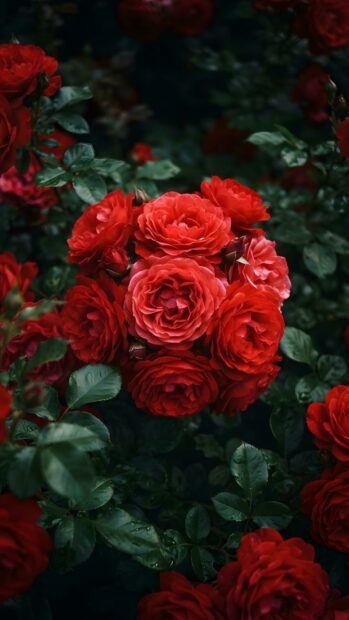 This stunning Roses Wallpaper features a vibrant cluster of red roses with dark green leaves, perfect for a striking mobile background. The deep colors and natural light make it an ideal choice
