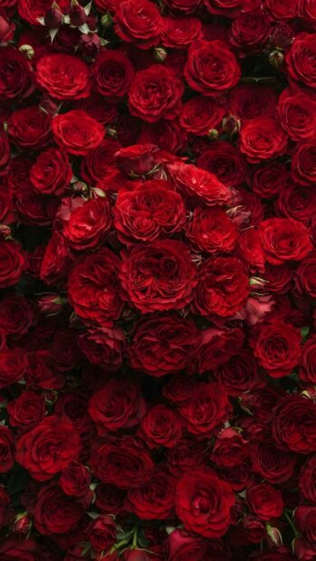 A vibrant Roses Wallpaper showcasing a dense pattern of numerous deep red roses filling the entire frame. This rich texture is perfect for a background