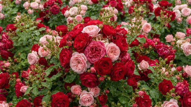 A vibrant Roses Wallpaper featuring a lush garden filled with blooming red and light pink roses. This beautiful floral image captures the abundant beauty of a rose bush