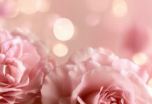 Dreamy Rose Wallpaper featuring soft pink roses with beautiful bokeh lights in the background