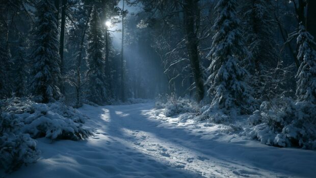 A dark and atmospheric winter wallpaper showcasing a snow-covered forest path with subtle light