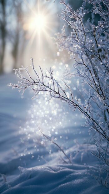 A beautiful close-up Winter Wallpaper featuring frosted branches sparkling under the bright winter sun