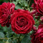 Red Aesthetic Wallpaper Roses with Droplets