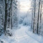 Snow Wallpaper Forest Path