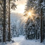 Snow Wallpaper Sunrise in Forest