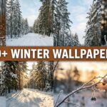 Snow Wallpaper Winter Forest Path