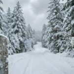 Country Christmas Wallpaper Snowy Road Forest Desktop Wallpaper