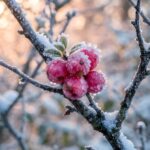 Cute Pink Christmas Frosted Berries Wallpaper