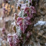 Cute Pink Christmas Frosted Ivy Leaves Wallpaper
