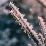 Cute Pink Christmas Frosted Pine Needle Wallpaper